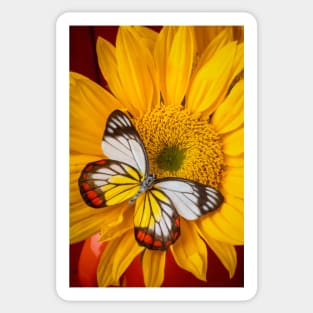 Sunflower Bold Beautiful Butterfly Sticker